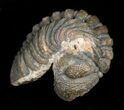 Bargain Phacops Trilobite from Morocco #5079-1